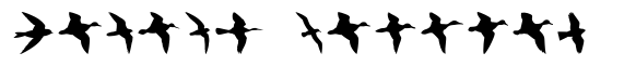 Birds Flying image